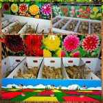 ΓΕΩΡΓΙΚΑ-ΕΦΟΔΙΑ-ΚΟΙΛΑΔΑ-ΚΟΖΑΝΗΣ-ΚΑΚΛΑΜΑΝΟΥ