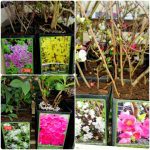 ΓΕΩΡΓΙΚΑ-ΕΦΟΔΙΑ-ΚΟΙΛΑΔΑ-ΚΟΖΑΝΗΣ-ΚΑΚΛΑΜΑΝΟΥ