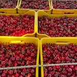 ΧΟΝΔΡΙΚΟ-ΕΜΠΟΡΙΟ-ΦΡΟΥΤΩΝ-ΠΡΟΑΣΤΙΟ-ΕΔΕΣΣΑ-ΤΣΟΜΛΕΚΤΣΟΓΛΟΥ