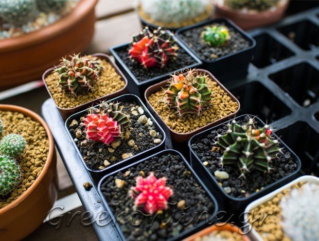 ΦΥΤΩΡΙΟ ΠΡΕΒΕΖΑ  ΣΤΥΛΟΣ ΔΗΜΗΤΡΙΟΣ