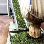ΕΛΑΙΟΤΡΙΒΕΙΟ-ΦΙΛΙΑΤΡΑ-ΣΤΑΘΟΠΟΥΛΟΣ-ΠΑΝΑΓΙΩΤΗΣ