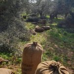 ΕΛΑΙΟΤΡΙΒΕΙΟ-ΦΙΛΙΑΤΡΑ-ΣΤΑΘΟΠΟΥΛΟΣ-ΠΑΝΑΓΙΩΤΗΣ