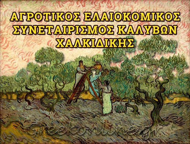 ΑΓΡΟΤΙΚΟΣ ΕΛΑΙΟΚΟΜΙΚΟΣ ΣΥΝΕΤΑΙΡΙΣΜΟΣ   ΚΑΛΥΒΩΝ ΧΑΛΚΙΔΙΚΗΣ