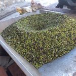 ΕΛΑΙΟΤΡΙΒΕΙΟ-ΜΥΤΙΚΑΣ-ΧΑΛΚΙΔΑΣ-ATTIKA-OLIVE-OIL-EXPORT