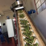 ΕΛΑΙΟΤΡΙΒΕΙΟ-ΜΥΤΙΚΑΣ-ΧΑΛΚΙΔΑΣ-ATTIKA-OLIVE-OIL-EXPORT