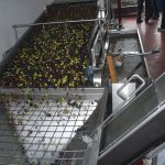 ΕΛΑΙΟΤΡΙΒΕΙΟ-ΜΥΤΙΚΑΣ-ΧΑΛΚΙΔΑΣ-ATTIKA-OLIVE-OIL-EXPORT