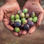 ΕΛΑΙΟΤΡΙΒΕΙΟ-ΚΑΙΝΟΥΡΓΙΟ-ΑΙΤΩΛΟΑΚΑΡΝΑΝΙΑΣ-ΨΗΛΟΣ
