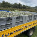 ΕΛΑΙΟΤΡΙΒΕΙΑ-ΠΑΤΡΙΚΙΟΥ-ΠΑΤΡΙΚΙ-ΝΙΓΡΙΤΑ-ΑΡΒΑΝΙΤΙΔΗΣ