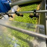 ΕΛΑΙΟΤΡΙΒΕΙΑ-ΠΑΤΡΙΚΙΟΥ-ΠΑΤΡΙΚΙ-ΝΙΓΡΙΤΑ-ΑΡΒΑΝΙΤΙΔΗΣ