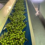 ΕΛΑΙΟΤΡΙΒΕΙΑ-ΠΑΤΡΙΚΙΟΥ-ΠΑΤΡΙΚΙ-ΝΙΓΡΙΤΑ-ΑΡΒΑΝΙΤΙΔΗΣ