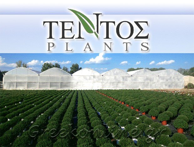 ΦΥΤΩΡΙΟ ΔΡΟΣΕΡΟ ΤΡΙΚΑΛΩΝ  “TENTOS PLANTS”  ΤΕΝΤΟΣ ΠΑΝΑΓΙΩΤΗΣ