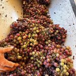 ΟΙΝΟΠΟΙΕΙΟ-ΛΕΙΨΟΙ-NICO-GRYLLI-WINERY-ΓΡΥΛΛΗΣ