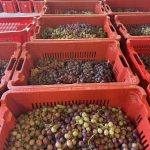ΟΙΝΟΠΟΙΕΙΟ-ΛΕΙΨΟΙ-NICO-GRYLLI-WINERY-ΓΡΥΛΛΗΣ