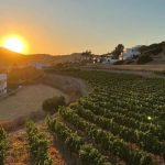 ΟΙΝΟΠΟΙΕΙΟ-ΛΕΙΨΟΙ-NICO-GRYLLI-WINERY-ΓΡΥΛΛΗΣ
