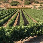 ΟΙΝΟΠΟΙΕΙΟ-ΛΕΙΨΟΙ-NICO-GRYLLI-WINERY-ΓΡΥΛΛΗΣ