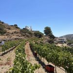 ΟΙΝΟΠΟΙΕΙΟ-ΛΕΙΨΟΙ-NICO-GRYLLI-WINERY-ΓΡΥΛΛΗΣ
