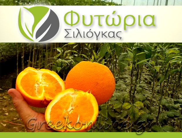 ΦΥΤΩΡΙΟ ΔΕΝΔΡΥΛΛΙΩΝ ΑΡΤΑ  “ΦΥΤΩΡΙΑ ΣΙΛΙΟΓΚΑΣ”  ΣΙΛΙΟΓΚΑΣ ΣΤΑΥΡΟΣ