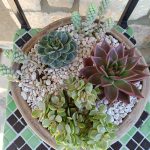 ΦΥΤΩΡΙΟ-ΠΕΡΙΣΤΕΡΙ-ΣΚΑΛΑ-ΛΑΚΩΝΙΑΣ-ΕΜΦΥΤΟ-ΚΟΥΡΛΑ