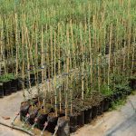 ΦΥΤΩΡΙΟ-ΠΕΡΙΣΤΕΡΙ-ΣΚΑΛΑ-ΛΑΚΩΝΙΑΣ-ΕΜΦΥΤΟ-ΚΟΥΡΛΑ