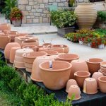 ΦΥΤΩΡΙΟ-ΠΕΡΙΣΤΕΡΙ-ΣΚΑΛΑ-ΛΑΚΩΝΙΑΣ-ΕΜΦΥΤΟ-ΚΟΥΡΛΑ