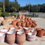 ΦΥΤΩΡΙΟ-ΠΕΡΙΣΤΕΡΙ-ΣΚΑΛΑ-ΛΑΚΩΝΙΑΣ-ΕΜΦΥΤΟ-ΚΟΥΡΛΑ