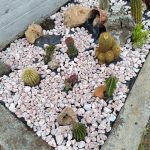 ΦΥΤΩΡΙΟ-ΠΕΡΙΣΤΕΡΙ-ΣΚΑΛΑ-ΛΑΚΩΝΙΑΣ-ΕΜΦΥΤΟ-ΚΟΥΡΛΑ