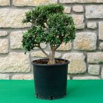 ΦΥΤΩΡΙΟ-ΠΕΡΙΣΤΕΡΙ-ΣΚΑΛΑ-ΛΑΚΩΝΙΑΣ-ΕΜΦΥΤΟ-ΚΟΥΡΛΑ