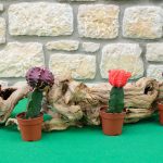 ΦΥΤΩΡΙΟ-ΠΕΡΙΣΤΕΡΙ-ΣΚΑΛΑ-ΛΑΚΩΝΙΑΣ-ΕΜΦΥΤΟ-ΚΟΥΡΛΑ