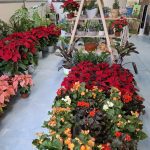 ΦΥΤΩΡΙΟ-ΠΕΡΙΣΤΕΡΙ-ΣΚΑΛΑ-ΛΑΚΩΝΙΑΣ-ΕΜΦΥΤΟ-ΚΟΥΡΛΑ