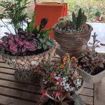 ΦΥΤΩΡΙΟ-ΠΕΡΙΣΤΕΡΙ-ΣΚΑΛΑ-ΛΑΚΩΝΙΑΣ-ΕΜΦΥΤΟ-ΚΟΥΡΛΑ