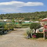 ΦΥΤΩΡΙΟ-ΠΕΡΙΣΤΕΡΙ-ΣΚΑΛΑ-ΛΑΚΩΝΙΑΣ-ΕΜΦΥΤΟ-ΚΟΥΡΛΑ