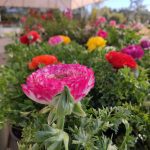 ΦΥΤΩΡΙΟ-ΠΕΡΙΣΤΕΡΙ-ΣΚΑΛΑ-ΛΑΚΩΝΙΑΣ-ΕΜΦΥΤΟ-ΚΟΥΡΛΑ