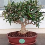 ΦΥΤΩΡΙΟ-ΠΕΡΙΣΤΕΡΙ-ΣΚΑΛΑ-ΛΑΚΩΝΙΑΣ-ΕΜΦΥΤΟ-ΚΟΥΡΛΑ