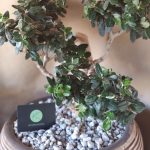 ΦΥΤΩΡΙΟ-ΠΕΡΙΣΤΕΡΙ-ΣΚΑΛΑ-ΛΑΚΩΝΙΑΣ-ΕΜΦΥΤΟ-ΚΟΥΡΛΑ