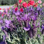 ΦΥΤΩΡΙΟ-ΠΕΡΙΣΤΕΡΙ-ΣΚΑΛΑ-ΛΑΚΩΝΙΑΣ-ΕΜΦΥΤΟ-ΚΟΥΡΛΑ