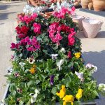 ΦΥΤΩΡΙΟ-ΠΕΡΙΣΤΕΡΙ-ΣΚΑΛΑ-ΛΑΚΩΝΙΑΣ-ΕΜΦΥΤΟ-ΚΟΥΡΛΑ