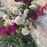 ΦΥΤΩΡΙΟ-ΠΕΡΙΣΤΕΡΙ-ΣΚΑΛΑ-ΛΑΚΩΝΙΑΣ-ΕΜΦΥΤΟ-ΚΟΥΡΛΑ