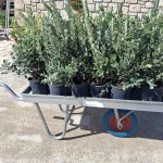 ΦΥΤΩΡΙΟ-ΠΕΡΙΣΤΕΡΙ-ΣΚΑΛΑ-ΛΑΚΩΝΙΑΣ-ΕΜΦΥΤΟ-ΚΟΥΡΛΑ