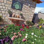 ΦΥΤΩΡΙΟ-ΠΕΡΙΣΤΕΡΙ-ΣΚΑΛΑ-ΛΑΚΩΝΙΑΣ-ΕΜΦΥΤΟ-ΚΟΥΡΛΑ