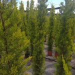 ΦΥΤΩΡΙΟ-ΠΕΡΙΣΤΕΡΙ-ΣΚΑΛΑ-ΛΑΚΩΝΙΑΣ-ΕΜΦΥΤΟ-ΚΟΥΡΛΑ