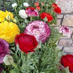 ΦΥΤΩΡΙΟ-ΠΕΡΙΣΤΕΡΙ-ΣΚΑΛΑ-ΛΑΚΩΝΙΑΣ-ΕΜΦΥΤΟ-ΚΟΥΡΛΑ