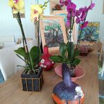 ΦΥΤΩΡΙΟ-ΠΕΡΙΣΤΕΡΙ-ΣΚΑΛΑ-ΛΑΚΩΝΙΑΣ-ΕΜΦΥΤΟ-ΚΟΥΡΛΑ