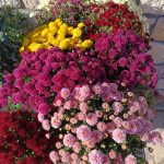 ΦΥΤΩΡΙΟ-ΠΕΡΙΣΤΕΡΙ-ΣΚΑΛΑ-ΛΑΚΩΝΙΑΣ-ΕΜΦΥΤΟ-ΚΟΥΡΛΑ