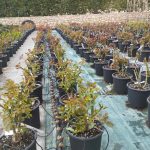 ΦΥΤΩΡΙΟ-ΠΕΡΙΣΤΕΡΙ-ΣΚΑΛΑ-ΛΑΚΩΝΙΑΣ-ΕΜΦΥΤΟ-ΚΟΥΡΛΑ