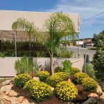 ΦΥΤΩΡΙΟ-ΠΕΡΙΣΤΕΡΙ-ΣΚΑΛΑ-ΛΑΚΩΝΙΑΣ-ΕΜΦΥΤΟ-ΚΟΥΡΛΑ