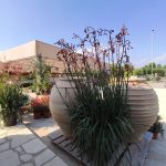 ΦΥΤΩΡΙΟ-ΠΕΡΙΣΤΕΡΙ-ΣΚΑΛΑ-ΛΑΚΩΝΙΑΣ-ΕΜΦΥΤΟ-ΚΟΥΡΛΑ