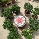 ΦΥΤΩΡΙΟ-ΠΕΡΙΣΤΕΡΙ-ΣΚΑΛΑ-ΛΑΚΩΝΙΑΣ-ΕΜΦΥΤΟ-ΚΟΥΡΛΑ