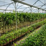 ΦΥΤΩΡΙΟ-ΠΕΡΙΣΤΕΡΙ-ΣΚΑΛΑ-ΛΑΚΩΝΙΑΣ-ΕΜΦΥΤΟ-ΚΟΥΡΛΑ