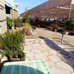 ΦΥΤΩΡΙΟ-ΠΕΡΙΣΤΕΡΙ-ΣΚΑΛΑ-ΛΑΚΩΝΙΑΣ-ΕΜΦΥΤΟ-ΚΟΥΡΛΑ