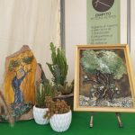 ΦΥΤΩΡΙΟ-ΠΕΡΙΣΤΕΡΙ-ΣΚΑΛΑ-ΛΑΚΩΝΙΑΣ-ΕΜΦΥΤΟ-ΚΟΥΡΛΑ